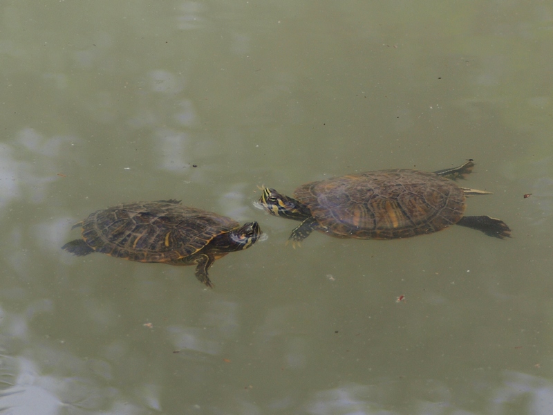 Emydidae Trachemys scripta